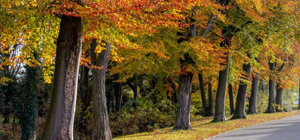 actie herfst  infraroodpaneel
